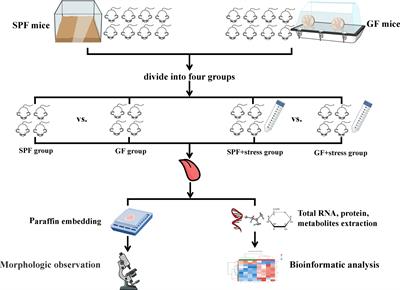 Multi-omics analysis reveals the effects of microbiota on oral homeostasis